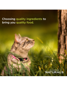 Kitten Formula med Kylling & Ris 2