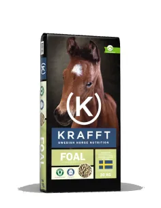 Krafft Foal