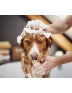 Deluxe Shampoo 2