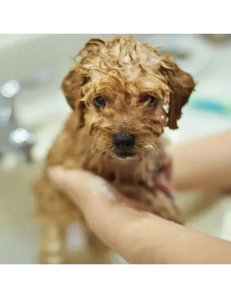 Deluxe Puppy Shampoo