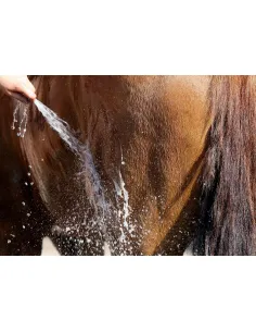 #hestepleje #brunhest #allbrown #shampoo #farve #glans #pleje #strålende 2