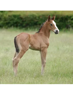 #Hestepleje #FølsomHud #Allergi #Parfumefri #NathalieFoalShampoo 2