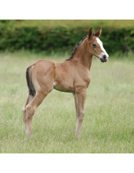 Nathalie Foal Shampoo