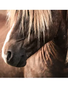 Nathalie Icelandic Horse Shampoo 2
