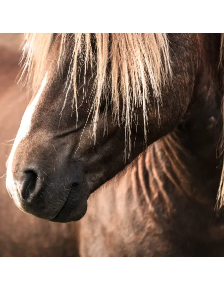Nathalie Icelandic Horse Shampoo