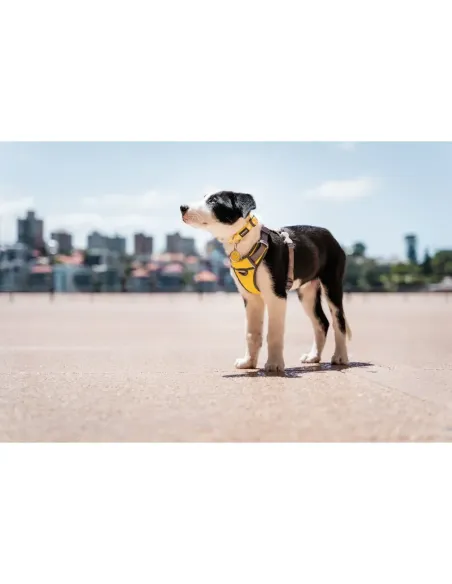 Red Dingo Gul Polstret Sele