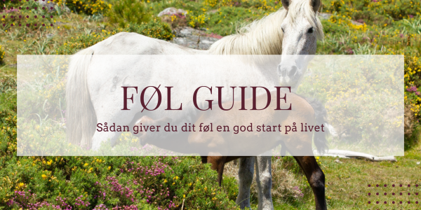 Hvordan giver du dit føl en god start på livet